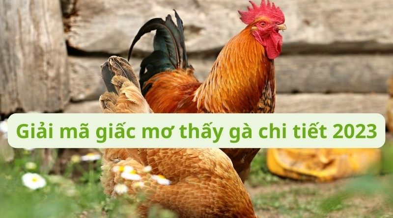 Mơ thấy gà có điềm báo tốt hay xấu? Đánh con gì may mắn?