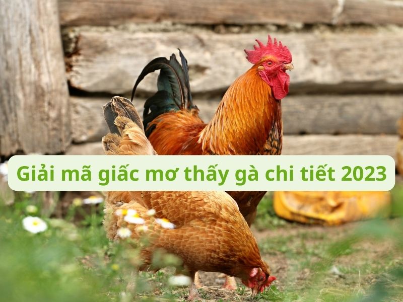 Giải mã giấc mơ thấy gà chi tiết 2023