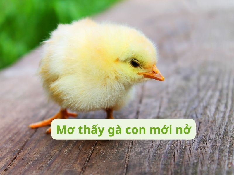 Mơ thấy gà con mới nở