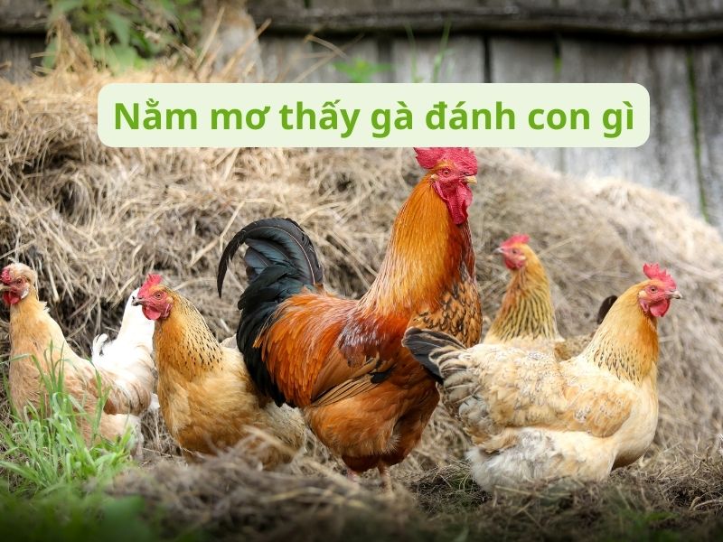 Nằm mơ thấy gà đánh con gì?